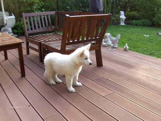 Fotos/2011vervolgKnest/Bruce/HPIM3818 (640x482) (640x482).jpg