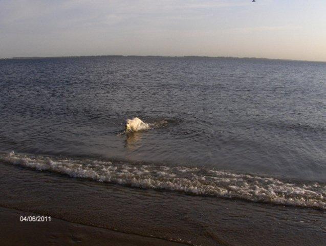 Fotos/2011vervolgKnest/Bruce/juni2011/HPIM3916 (640x482) (640x482).jpg