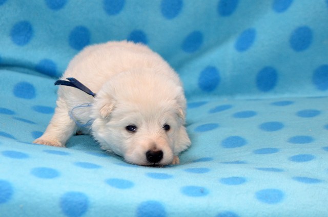 Fotos/2011KnestFennah/Week3/Donker Blauw.JPG