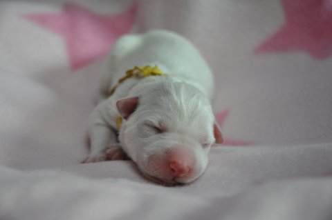 Fotos/2012 M-Nest Fennah/Geboorte/portret/DSC_0004.JPG
