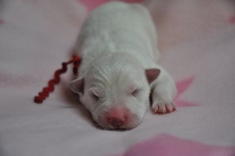 Fotos/2012 M-Nest Fennah/Geboorte/portret/DSC_0025.JPG