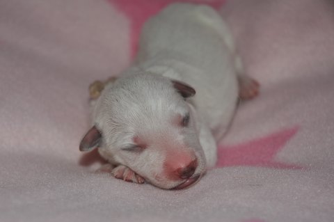 Fotos/2012 M-Nest Fennah/Geboorte/portret/DSC_0027.JPG