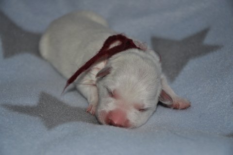 Fotos/2012 M-Nest Fennah/Geboorte/portret/DSC_0038.JPG