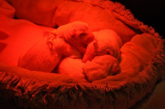 Fotos/2012 M-Nest Fennah/Geboorte/DSC_0210.jpg