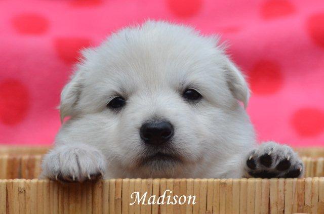 Fotos/2012 M-Nest Fennah/Week4/Madison.jpg