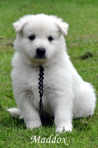 Fotos/2012 M-Nest Fennah/Week5/Maddox.JPG