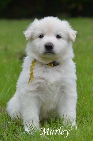 Fotos/2012 M-Nest Fennah/Week5/Marley.JPG