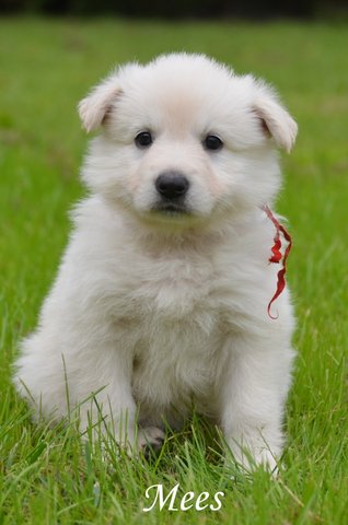 Fotos/2012 M-Nest Fennah/Week5/Mees.JPG
