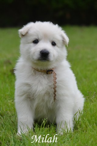 Fotos/2012 M-Nest Fennah/Week5/Milah.JPG