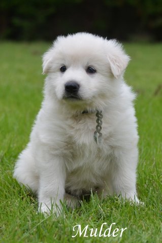 Fotos/2012 M-Nest Fennah/Week5/Mulder.JPG