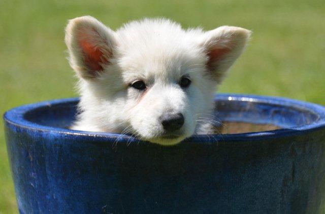 Fotos/2012 M-Nest Fennah/Week7/Bruin Milan.jpg