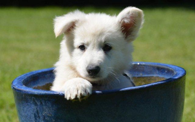 Fotos/2012 M-Nest Fennah/Week7/Zwart Maddox.jpg