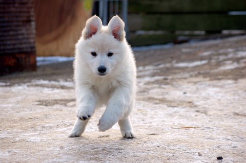 Fotos/Indywk62009/afscheid/Anouk van der Zee (2).JPG