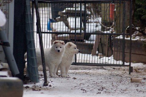 Fotos/Indywk62009/afscheid/Anouk van der Zee (31).JPG