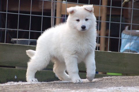 Fotos/Indywk62009/afscheid/Anouk van der Zee (33).JPG