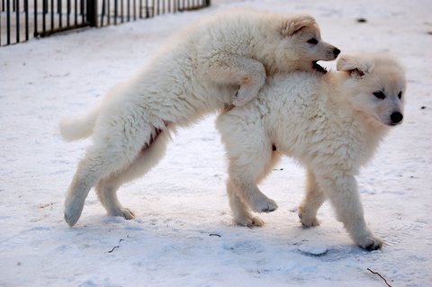 Fotos/Indywk62009/afscheid/Anouk van der Zee (36).JPG