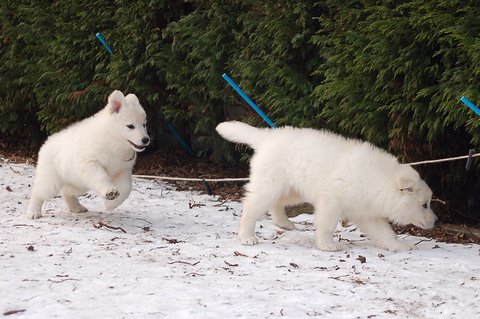 Fotos/Indywk62009/afscheid/Anouk van der Zee (50).JPG