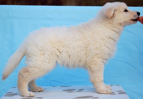 Fotos/Indywk62009/afscheid/Anouk van der Zee (55).JPG