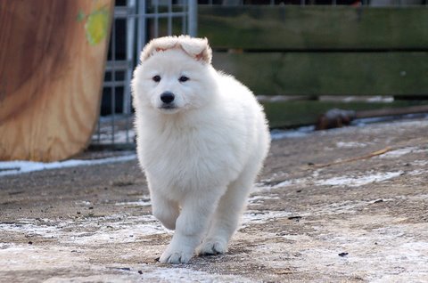 Fotos/Indywk62009/afscheid/Anouk van der Zee (61).JPG