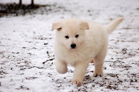 Fotos/Indywk62009/Anouk van der Zee (122).JPG