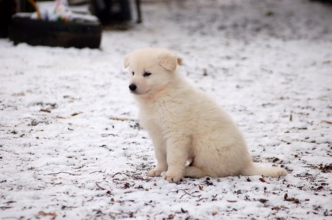 Fotos/Indywk62009/Anouk van der Zee (18).JPG