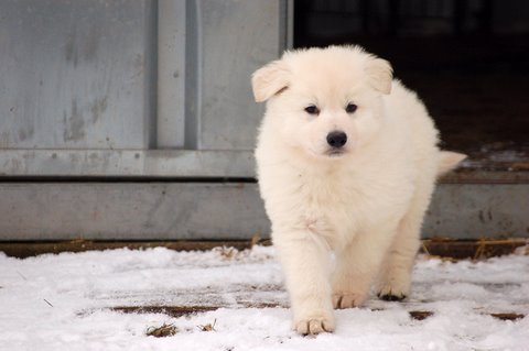 Fotos/Indywk62009/Anouk van der Zee (59).JPG