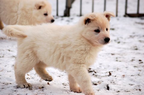 Fotos/Indywk62009/Anouk van der Zee (62).JPG