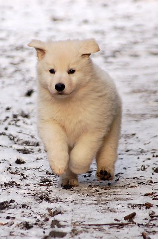 Fotos/Indywk62009/Anouk van der Zee (63).JPG