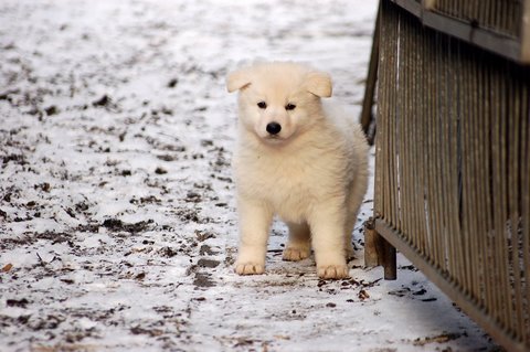 Fotos/Indywk62009/Anouk van der Zee (84).JPG