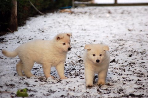 Fotos/Indywk62009/Anouk van der Zee (85).JPG