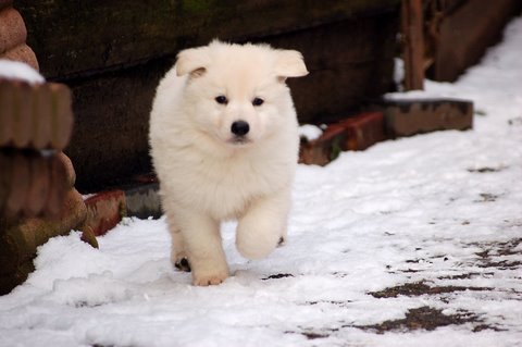 Fotos/Indywk62009/Anouk van der Zee.JPG