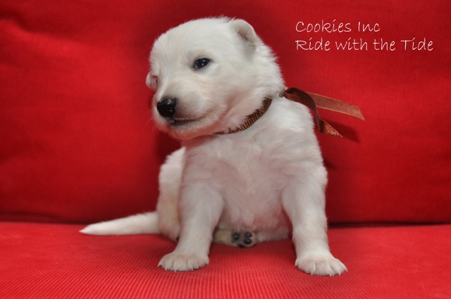 Fotos/COOKIESINC/kaitlin2013/week3/bruin (640x425).jpg