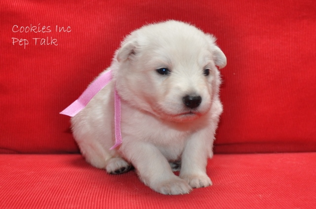 Fotos/COOKIESINC/kaitlin2013/week3/droze (640x424).jpg