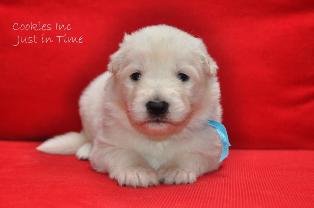 Fotos/COOKIESINC/kaitlin2013/week3/lblauw (640x424).jpg