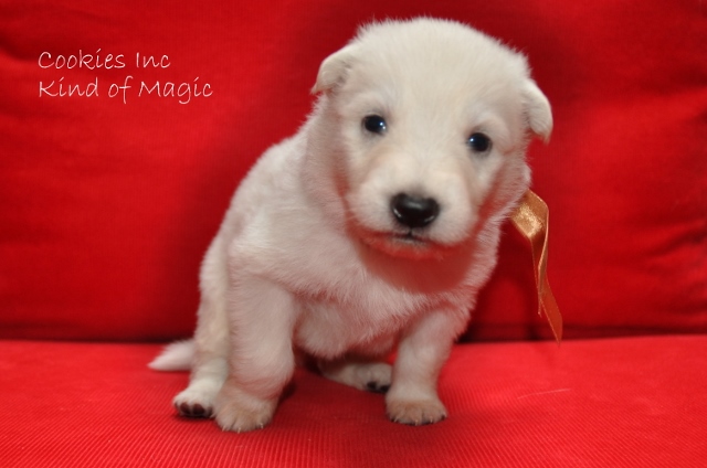 Fotos/COOKIESINC/kaitlin2013/week3/lbruin (640x424).jpg