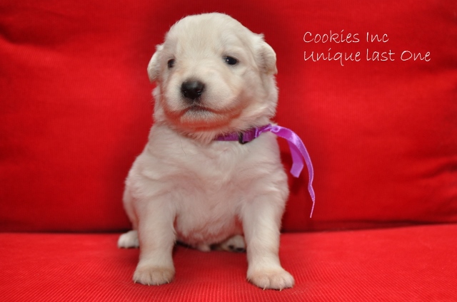 Fotos/COOKIESINC/kaitlin2013/week3/paars (640x424).jpg