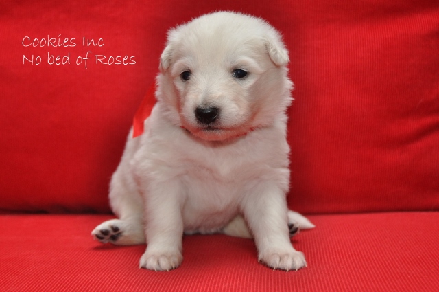 Fotos/COOKIESINC/kaitlin2013/week3/rood (640x425).jpg