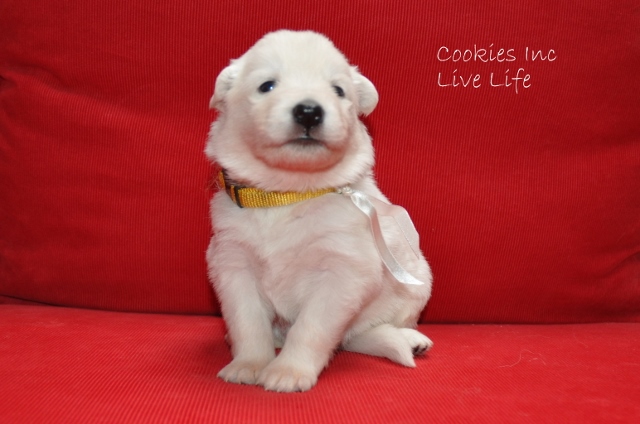 Fotos/COOKIESINC/kaitlin2013/week3/wit (640x424).jpg
