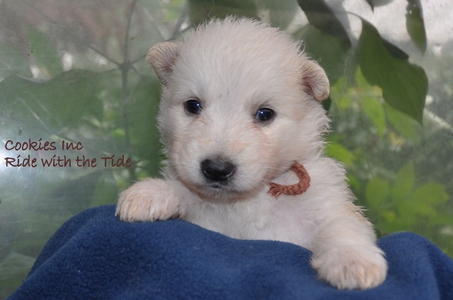 Fotos/COOKIESINC/kaitlin2013/week4/bruin (640x425).jpg
