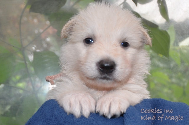Fotos/COOKIESINC/kaitlin2013/week4/lbruin (640x424).jpg