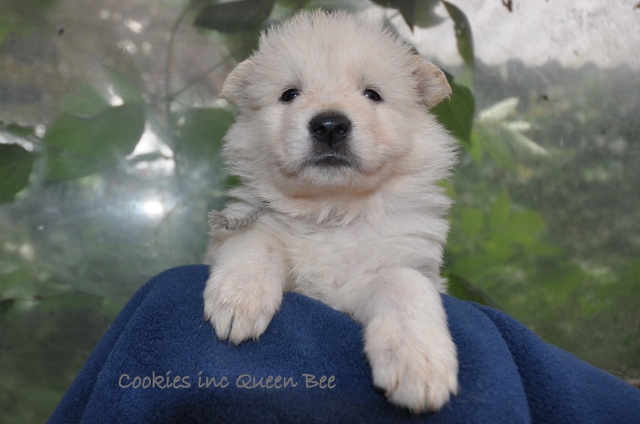 Fotos/COOKIESINC/kaitlin2013/week4/lila (640x424).jpg