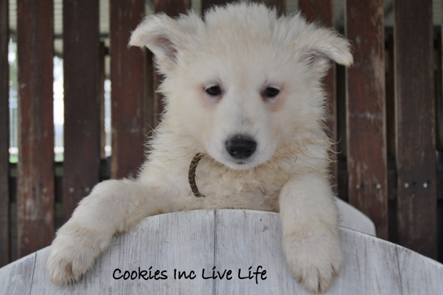 Fotos/COOKIESINC/kaitlin2013/week6/geel (640x426).jpg