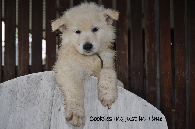 Fotos/COOKIESINC/kaitlin2013/week6/lblauw (640x425).jpg