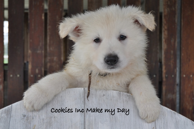 Fotos/COOKIESINC/kaitlin2013/week6/lbruin (640x426).jpg