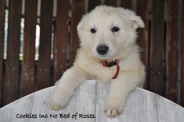Fotos/COOKIESINC/kaitlin2013/week6/rood (640x425).jpg