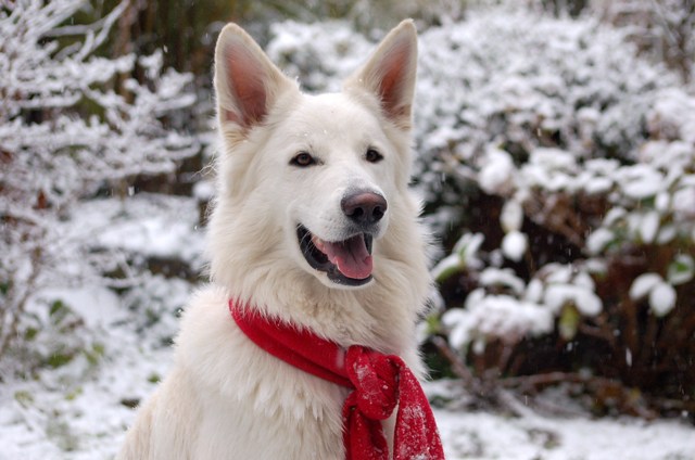 Fotos/Roef/Roefje/mooie Roef in de sneeuw gast hond.JPG