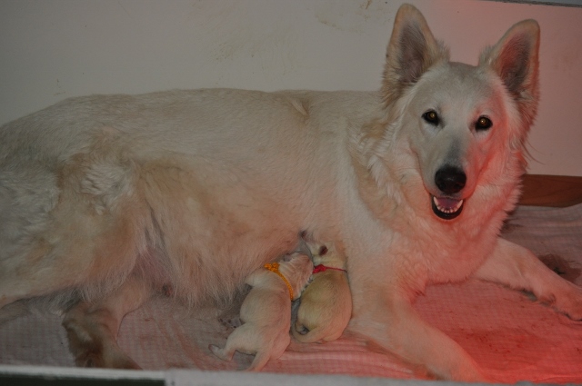 Fotos/Nest2014Roos/geboorte/DSC_0311 (640x425).jpg