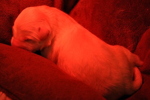 Fotos/2012 N-Nest Sterre/Geboorte/DSC_0136.JPG