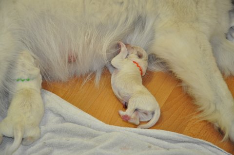 Fotos/2012 N-Nest Sterre/Geboorte/DSC_0138.JPG