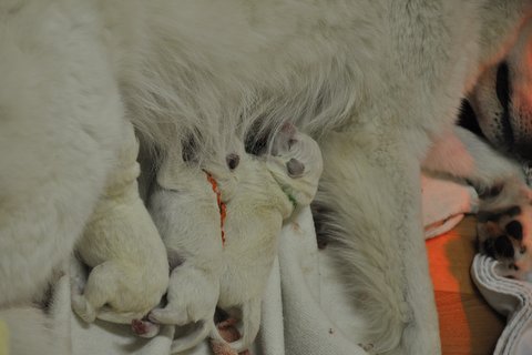 Fotos/2012 N-Nest Sterre/Geboorte/DSC_0146.JPG